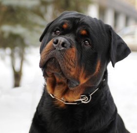 Rottweiler