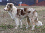 Red Merle