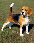 Beagle