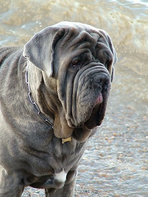 2. Mastif neapolitański   (pies, który przyciąga wzrok głownie ogromną ilością skóry na głowie i szyi)