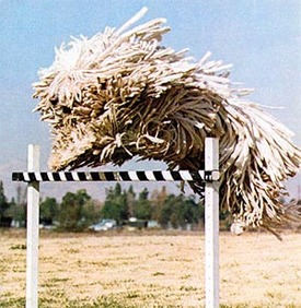 Komondor%203.jpg