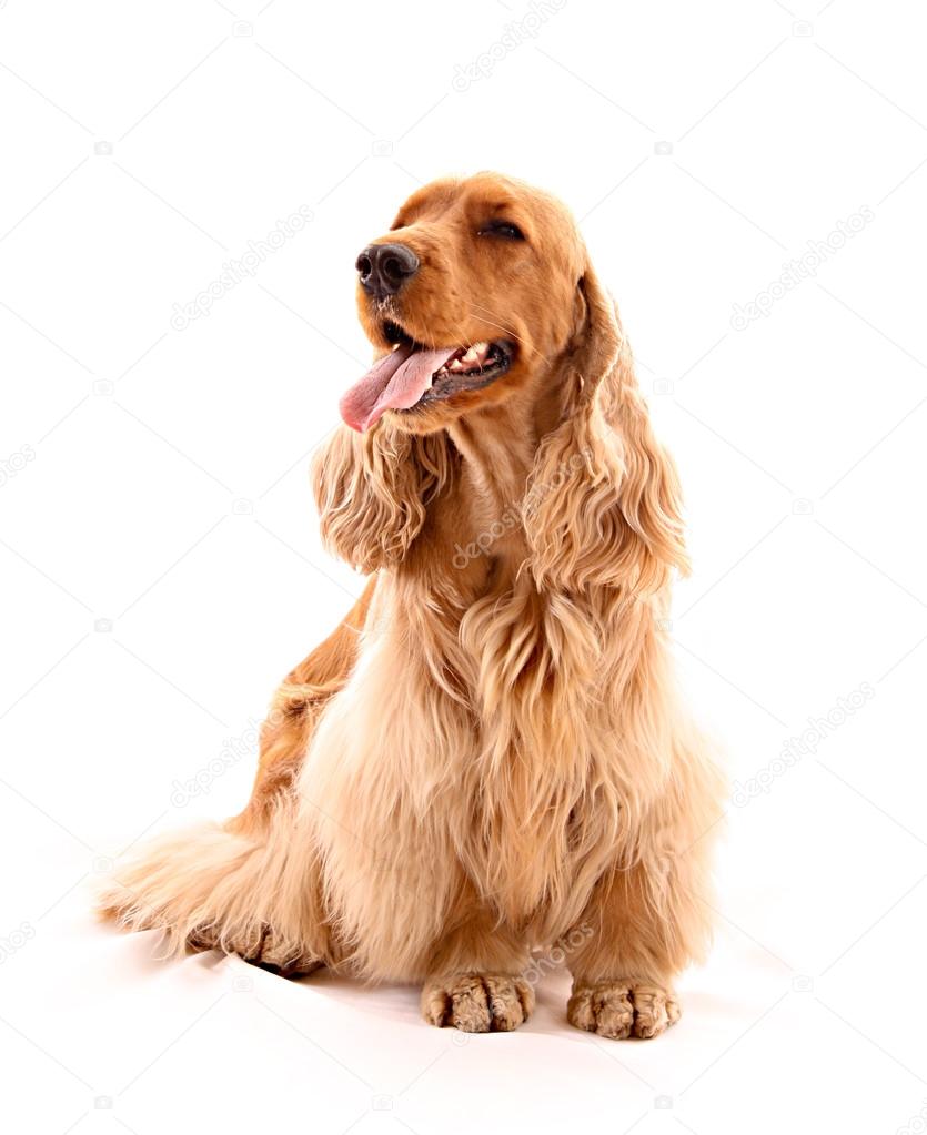 Cocer spaniel