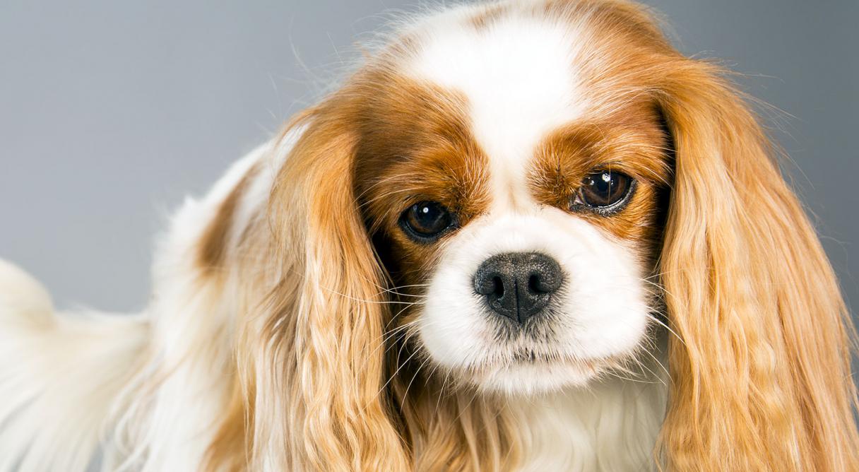 Cavalier King charles Spaniel 