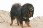 Mastiff tybetański