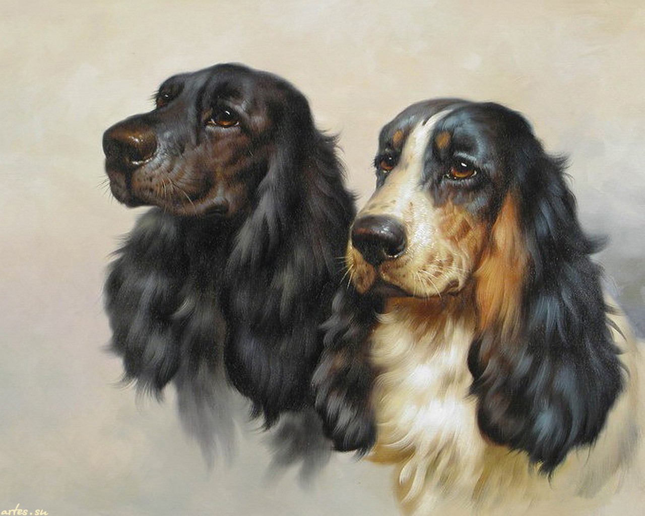 Cocker spaniel angielski 