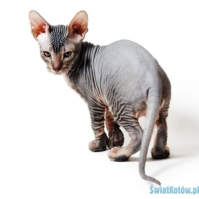 peterbald-waga do 7kg