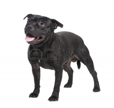 4341613-staffordshire-bull-terrier--przed-bialym-tle.jpg