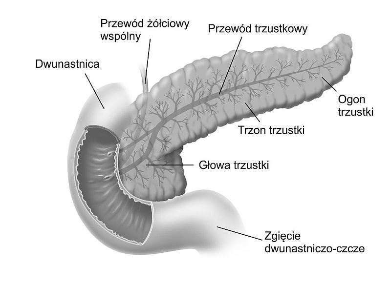 800px-Dwunastnica_666.jpg